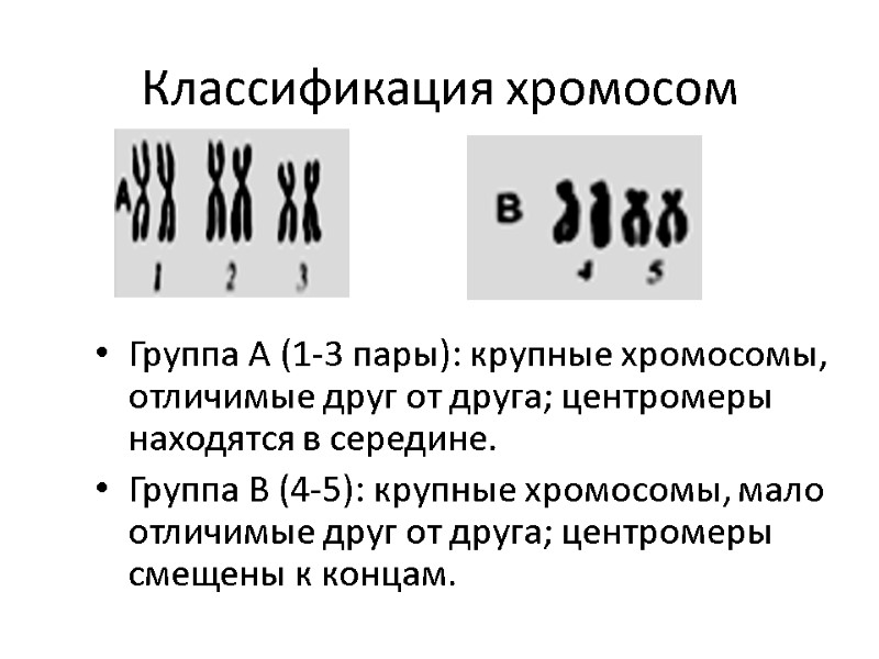 Классификация хромосом Группа А (1-3 пары): крупные хромосомы, отличимые друг от друга; центромеры находятся